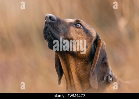 Head portrait of a bavarian mountain dog, bayerischer Gebirgsschweißhund, BGS Stock Photo