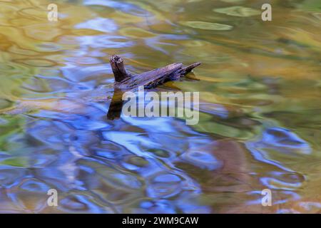 Colorful ripples on Willow Springs Lake on the Mogollon Rim near Payson. Stock Photo