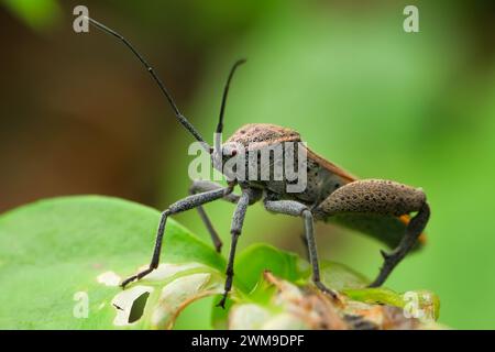 Leptocorisa oratorius perched on a grass branch Stock Photo