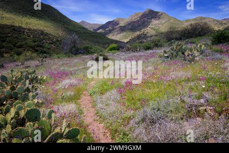 The South Fork Deer Creek trail winds through a verdant meadow decorated by bright spring wild flowers near Payson, Arizona. Stock Photo