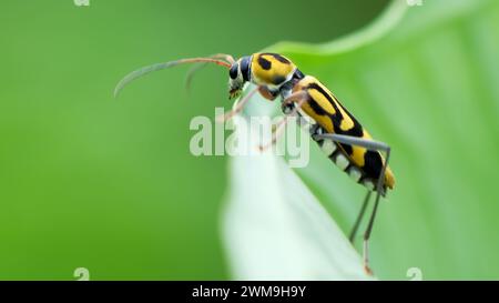 Chlorophorus varius is a species of beetle in the family Cerambycidae Stock Photo