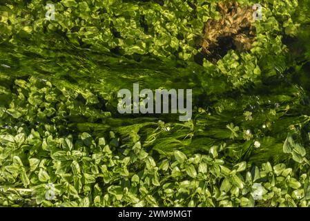 Overhead image of a small stream of crystal clear running water full of vegetation Stock Photo
