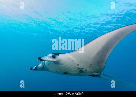 Manta Ray, Mobula alfredi, viewed from below spreads it's wings and swims or flys through clear blue ocean water Stock Photo