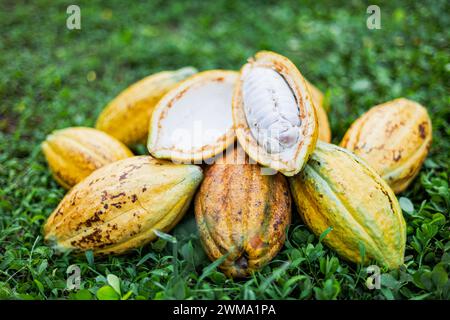 Pile Of  cocoa fruits pods lay on grass background on sunny day. Fresh cocoa pod cut exposing cocoa seeds. Stock Photo