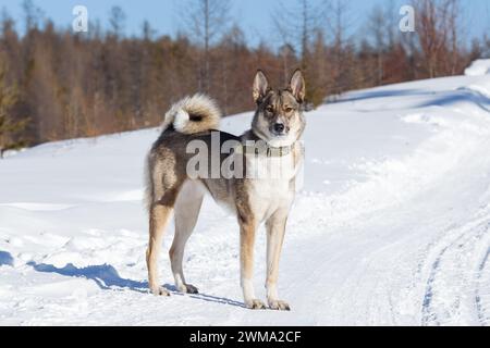 Siberian Laika. Photo against the backdrop of a winter forest. Stock Photo