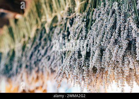 Organic Lavender hanging in a rustic vintage barn to dry for sale for aromatherapy purposes . High quality photo Stock Photo