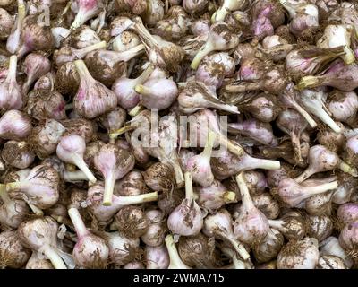 View of 'Hill garlic' which has a strong flavor,immense health benefits and medicinal properties. Stock Photo