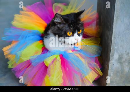 Cute cat with light brown eyes sitting on colorful net textile and looking up Stock Photo