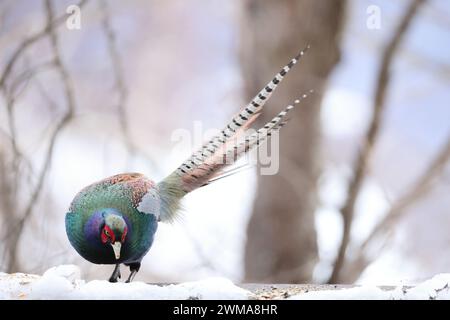 The green pheasant (Phasianus versicolor), also known as the Japanese green pheasant, is an omnivorous bird native to the Japanese archipelago, to whi Stock Photo