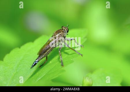 Muslim Fly Insect The Asilidae are a family of robber flies, also called killer flies ...