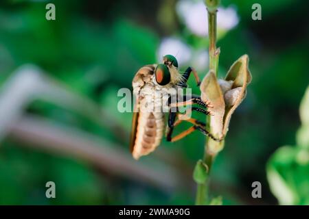 The Asilidae are a family of robber flies, also called killer flies ...