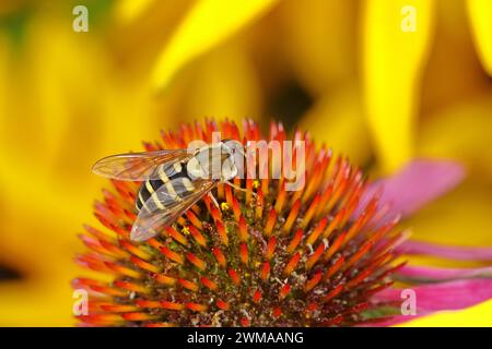 Garden hoverfly (Syrphus ribesii) on purple cone flower (Echinacea purpurea), Wilnsdorf, North Rhine-Westphalia, Germany Stock Photo