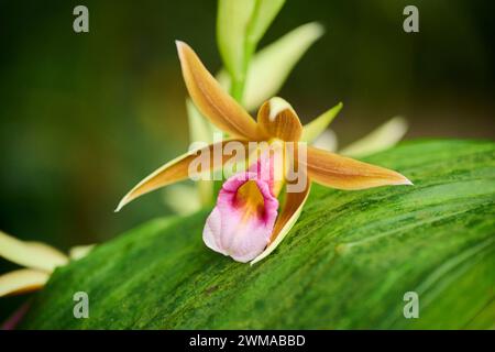 Greater swamp-orchid (Phaius tankervilleae) flower growing in a greenhouse, Bavaria, Germany Stock Photo