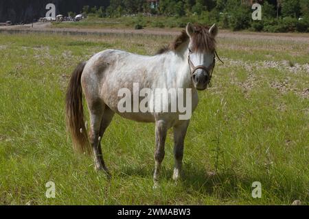 A horse on the grass beside the Li River Stock Photo