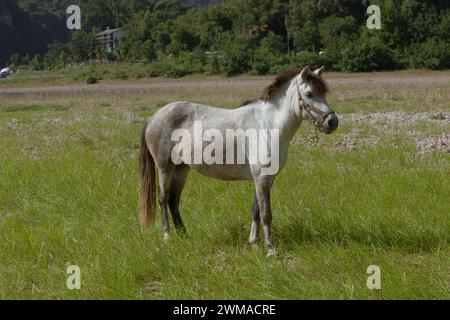 A horse on the grass beside the Li River Stock Photo