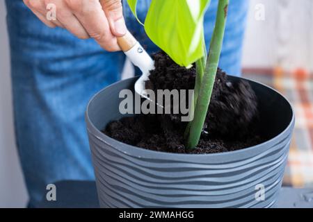 Man gardener hands transplant monstera house plant in pot. Concept of home gardening and planting flowers in pot. Taking care of home plants. Spring replanting Stock Photo