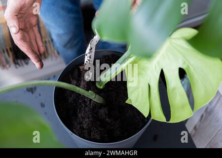 Transplanting home potted plant monstera into new pot. Waking Up Indoor Plants. Replant in new ground, male hands caring for tropical plant, sustainability and environment. Spring Houseplant Care Stock Photo
