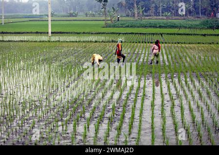 Reisfelder in Dhaka Women farmer works in a paddy field in Bogura District on the outskirts of Dhaka, Bangladesh, on February 24, 20224. Bogura Bogra District Bangladesh Copyright: xHabiburxRahmanx Stock Photo