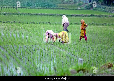 Reisfelder in Dhaka Women farmer works in a paddy field in Bogura District on the outskirts of Dhaka, Bangladesh, on February 24, 20224. Bogura Bogra District Bangladesh Copyright: xHabiburxRahmanx Stock Photo