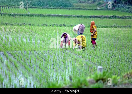 Reisfelder in Dhaka Women farmer works in a paddy field in Bogura District on the outskirts of Dhaka, Bangladesh, on February 24, 20224. Bogura Bogra District Bangladesh Copyright: xHabiburxRahmanx Stock Photo