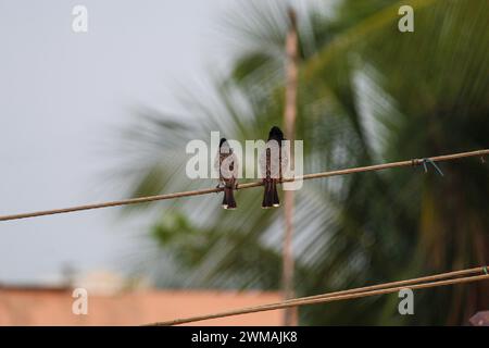 Two bulbuls perched on a power line, taking a moment to rest. Sharing a chat on the power line: the daily routine of these two bulbuls. Stock Photo