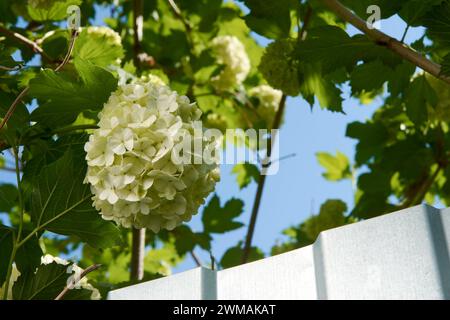 Beautiful blooming white flowers Viburnum Opulus on a background of blue sky and a fence near a country house Stock Photo