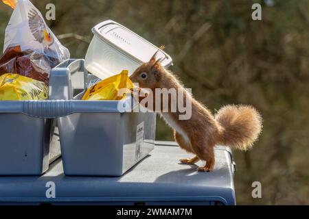 Cheeky little scottish red squirrel raiding the bird food supplies Stock Photo