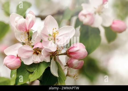 Bouquet of pink apple blossoms, in soft light. Stock Photo