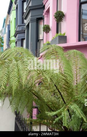 Attractive, brightly-coloured buildings, Notting Hill, Royal Borough of Kensington and Chelsea, London, UK; fern in foreground; some potted plants. Stock Photo