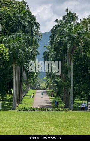 A row of giant palm trees known as the Royal Avenue at the Royal Botanical Gardens at Peradeniya near Kandy in Sri Lanka. Stock Photo