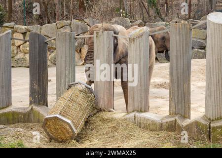 African Bush Elephant (Loxodonta africana) Vienna Zoo, Tierpark Schoenbrunn, Vienna, Austria, Europe. Stock Photo