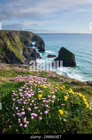 Thrift At Bedruthan Steps Stock Photo