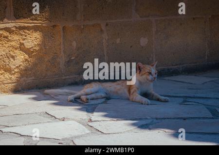 Cyprus cat resting in the shadow Stock Photo