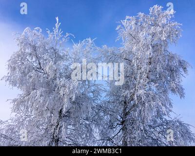 The image shows two trees heavily covered in white frost against a clear and bright blue sky. Stock Photo