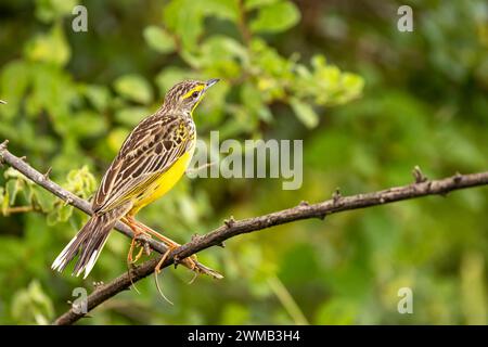 A yellow-throated longclaw, macronyx croceus, perched on a tree in Queen Elizabeth National Park, Uganda. Soft foliage background. Stock Photo