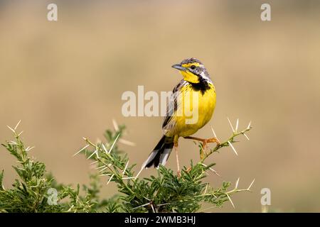 A yellow-throated longclaw, macronyx croceus, perched on a thorny acacia tree in Queen Elizabeth National Park, Uganda. Soft background with space for Stock Photo