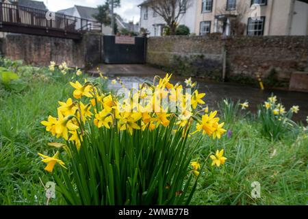 Daffodils growing on the riverbank beside the ford on the River Sid, Sidmouth. The ford closed due to high river levels following heavy rain. Stock Photo