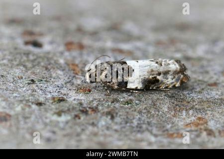 Natural closeup on the small white cloaked shoot. micro totrix moth, Gypsonoma sociana sitting on wood Stock Photo