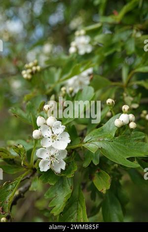 Natural vertical closeup shot of a white blooming common hawthorn shrub, Crataegus monogyna Stock Photo