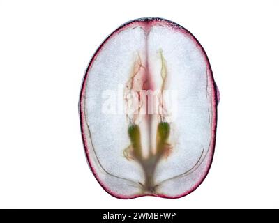 Translucent slice of a blue grape macro. Isolated on white background. Top view. Stock Photo