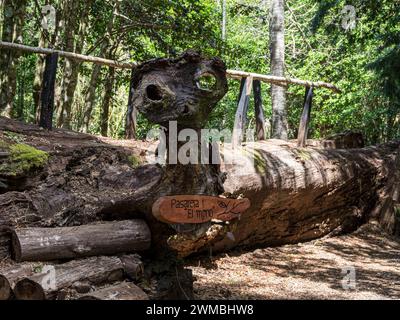 Wooden sculpture on a large dead tree,  stop for children, at trail to heart-shaped lake Laguna Corazon, near Liquine, Chile Stock Photo