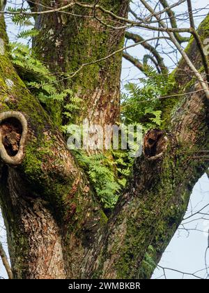 Common polypody, Polypodium vulgare, growing as an epiphyte on the trunk and branches of a 250 year old common lime tree. Tilia x europea Stock Photo