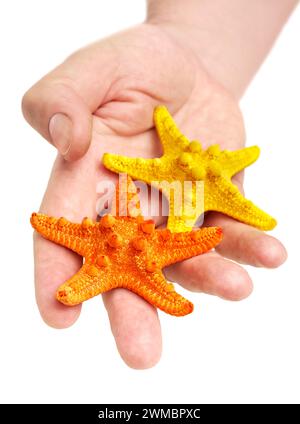 Hand holding two starfish, yellow and orange, close-up shot, isolated on white background Stock Photo