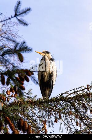 Dundee, Tayside, Scotland, UK. 25th Feb, 2024. UK Weather: Bright morning winter sunshine creates stunning scenes of wildlife and nature trails. A heron perched high on a tree at Dundee Caird Park poses for photographs. Credit: Dundee Photographics/Alamy Live News Stock Photo