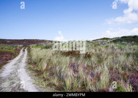 Picturesque dirt track lined with grasses and wildflowers on the island of Tresco - Isles of Scilly, UK Stock Photo