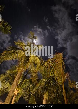 A nighttime photograph featuring silhouetted palm trees against a dark skyv Stock Photo