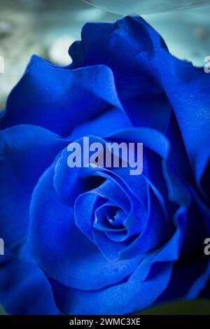 Natural blue rose on grayish background. No people Stock Photo - Alamy