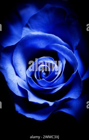 Natural blue rose on grayish background. No people Stock Photo - Alamy