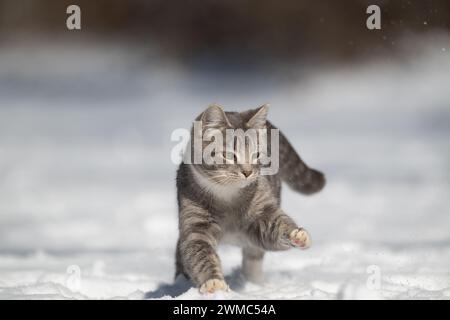 tabby cat playing in the snow in the yard of a home after a winter storm Stock Photo