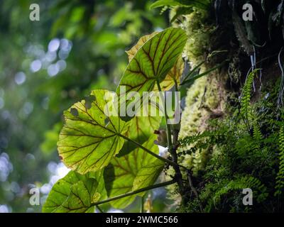 Leafs in the rainforest of Bwindi Impenetrable National Park, Ug Stock Photo